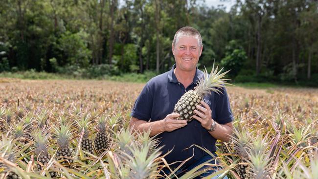 Gavin Scurr from Pinata Farms checks on the pineapples at the family’s Wamuran farm. Picture: Dominika Lis