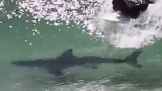 Shark Filmed Swimming Under Surfers At Byron Bay Gold Coast Bulletin