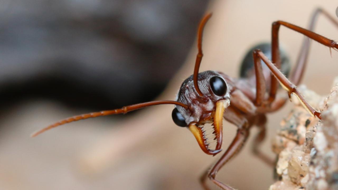 Самый ядовитый муравей