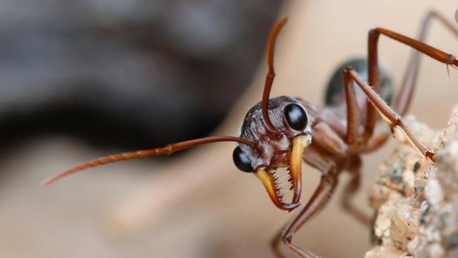 Invasive browsing ants have been found at the Port of Brisbane
