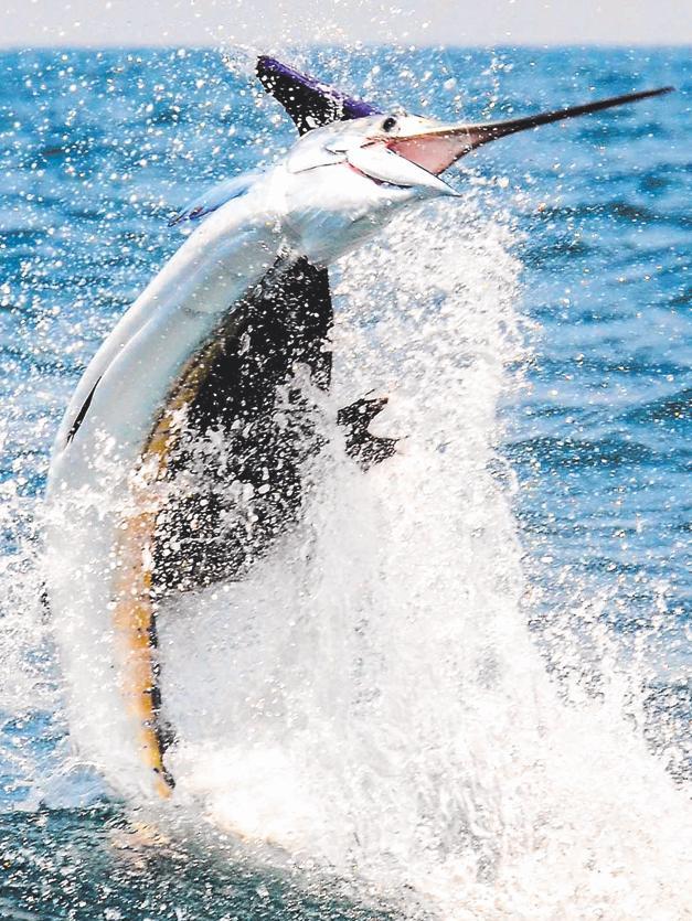 This is what fishing for sails is all about: the spectacle of a magnificent billfish dancing across the top of the water.