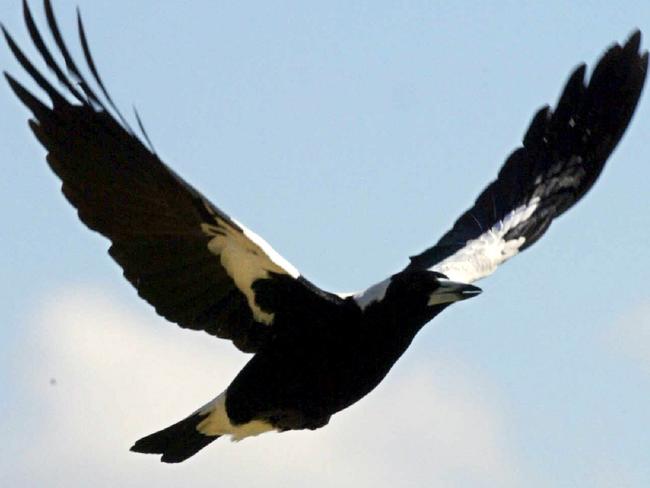 1/9/2002. Magpies swooping at Altona Secondary College. Magpie. Swoop. DIGITAL