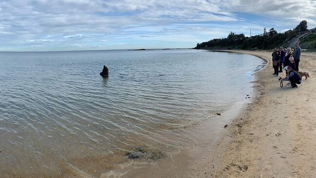 The seal drew a crowd at Beaumaris. Picture: Shanyn Payne Killeen