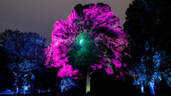 Resonate by Moment Factory at Adelaide Botanic Garden, part of Illuminate Adelaide. Picture: Matt Turner