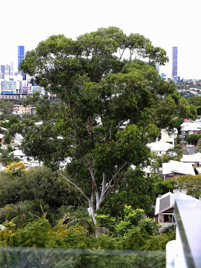 The giant gum tree that has made Bill McDonald’s son James a prisoner in his own home. Picture: Annette Dew