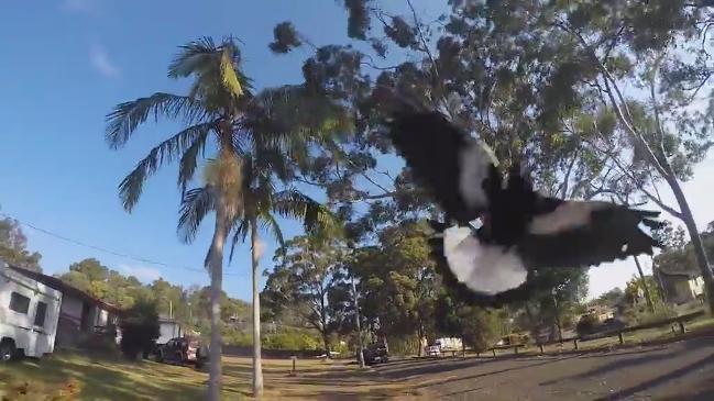 Magpie in Port Macquaire who has been swooping cyclists