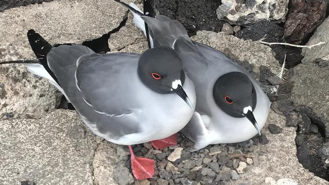 Swallow-tailed gulls, the world’s only nocturnal gulls. Picture: Penny Hunter