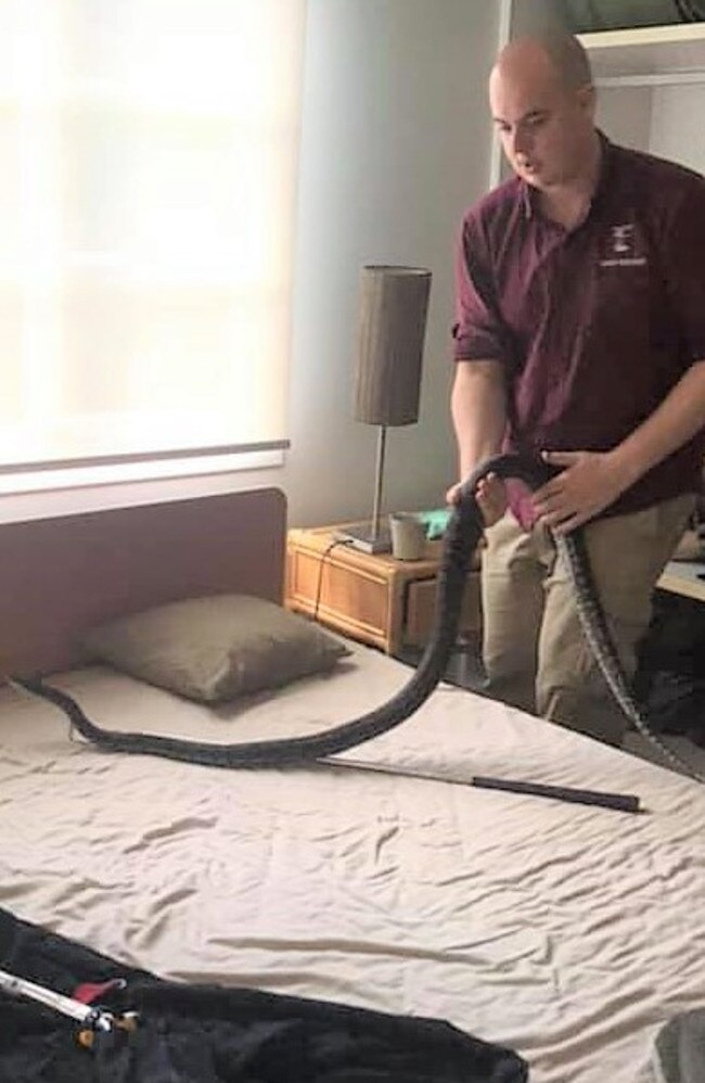 The snake being removed from Sally Stent's home.