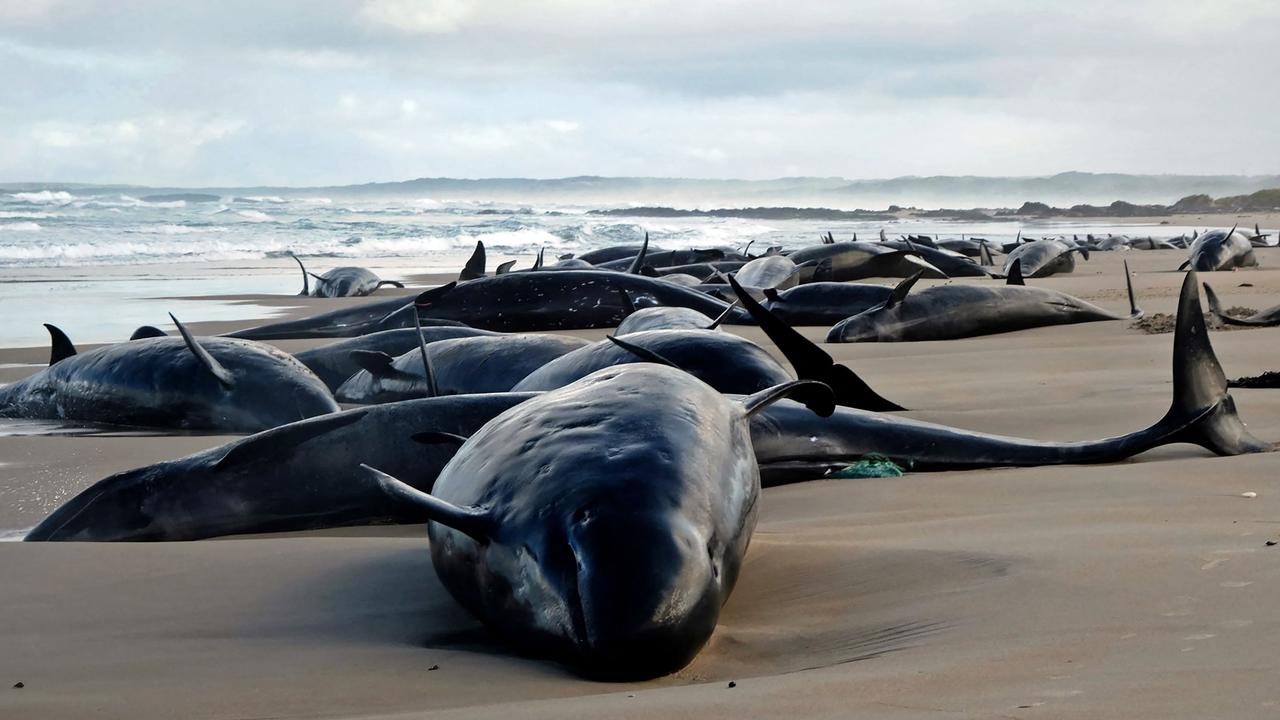 Rangers to shoot 90 dolphins on Aussie beach