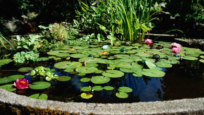 Lily pads in pond. Picture: Getty Images