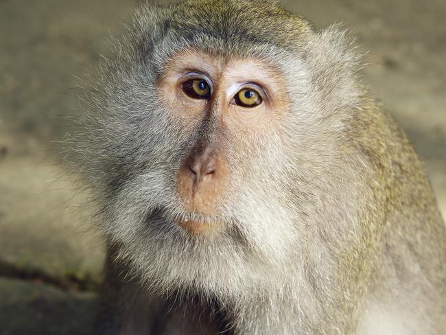 Bali: Uluwatu Temple macaques steal tourists’ things, ransom them for ...