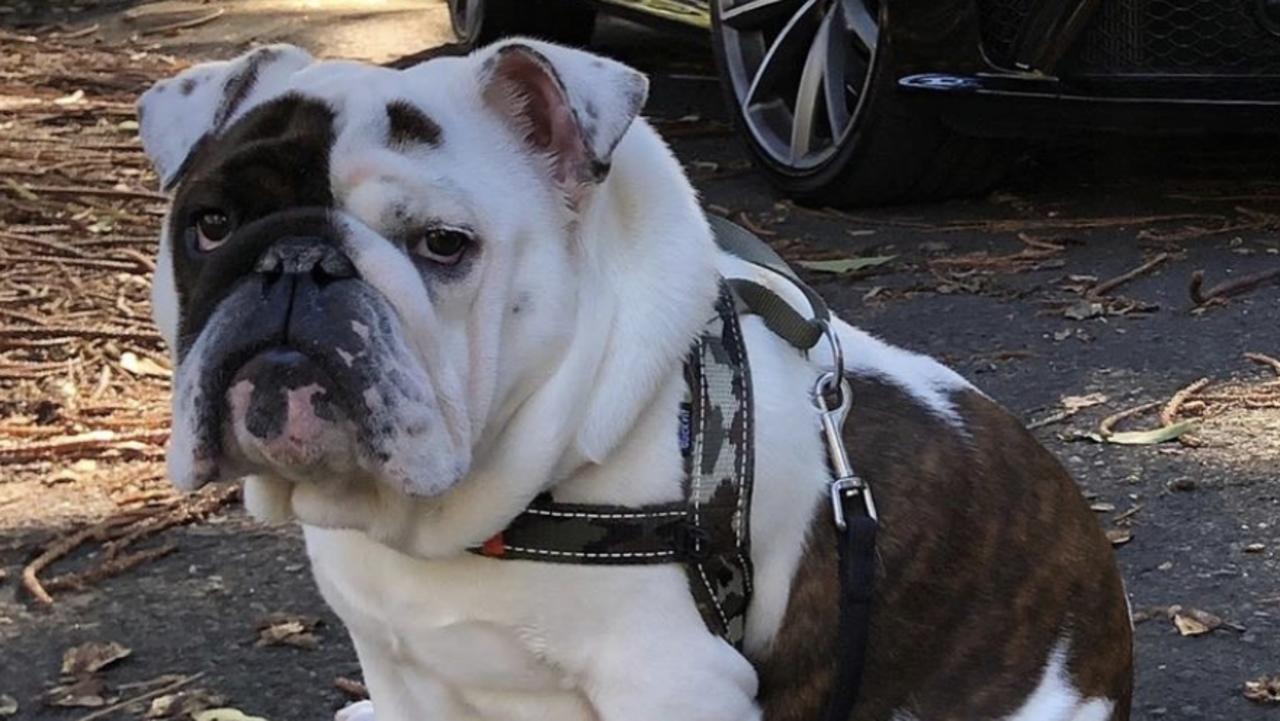 can english bulldogs fly on planes in cabin