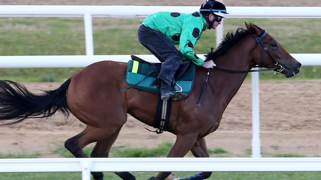 Black Caviar's first foal Oscietra, ridden by Luke Nolen, wins his first jump-out on December 9. Picture: Michael Klein