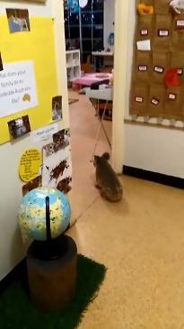 A koala crawls through a Gold Coast childcare centre