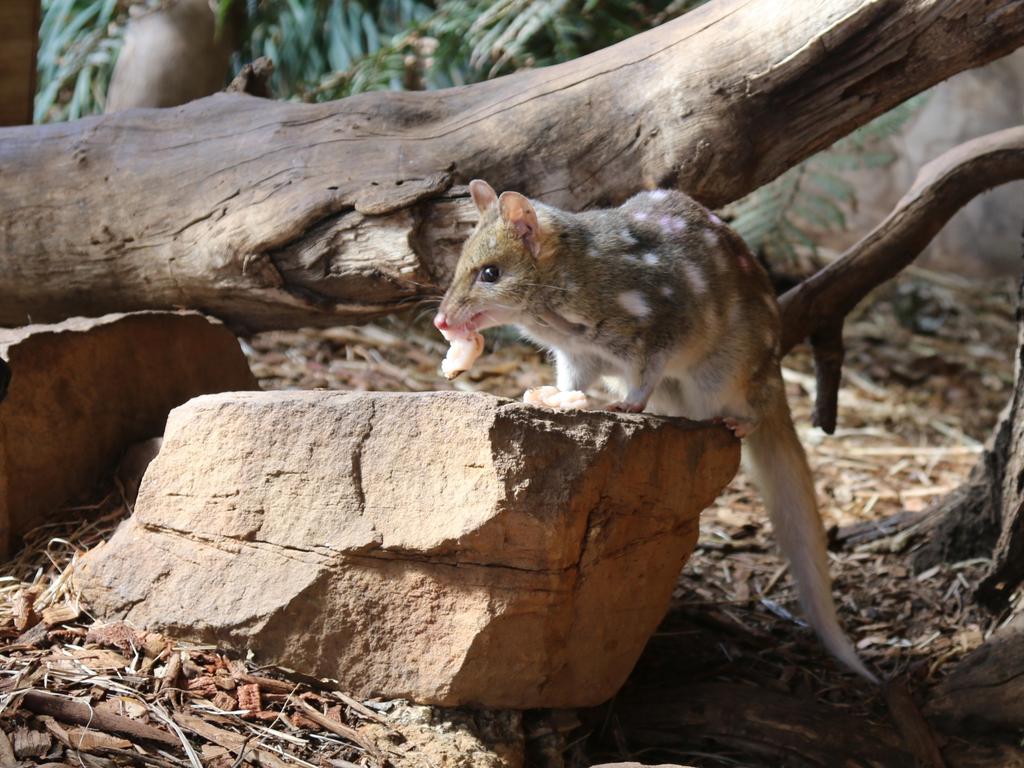 Habitat loss and introduced predators led to eastern quolls becoming extinct on mainland Australia. Picture: Elise Kaine