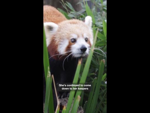 New red panda 'branches out' in Melbourne zoo