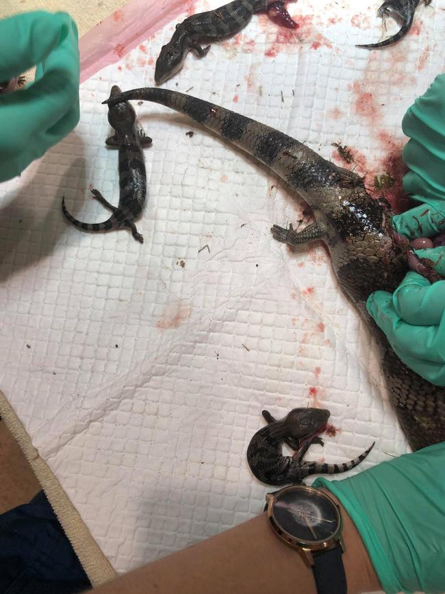 Staff at the Noosa District Animal Hospital in Noosaville recently performed an emergency caesarean on a blue-tongue lizard. Six living and one deceased babies were saved. Source: Noosa District Animal Hospital.