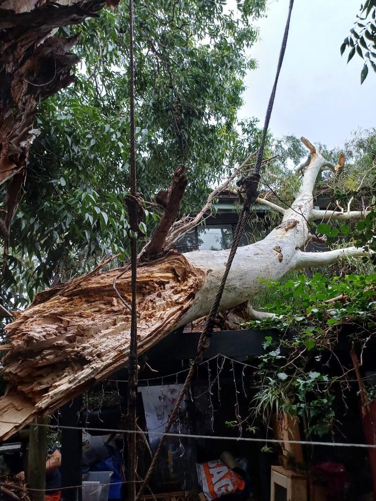 The tree fell while the family was sleeping.