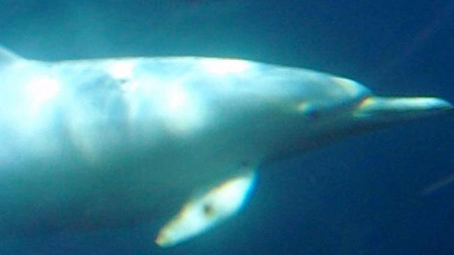 This image released by Dolphin Safari.com shows an albino dolphin off Dana Point, Calif., Friday April 3, 2009. The albino dolphin was spotted swimming among a school of 1,000 dolphins.(AP Photo/ David Anderson/Dolphin Safari.com) ** NO SALES; ONE TIME USE ONLY **