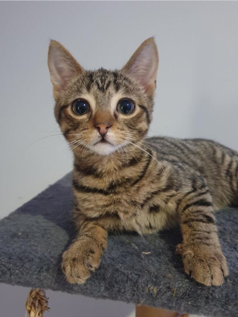 Roger the cat. Picture: RSPCANSW