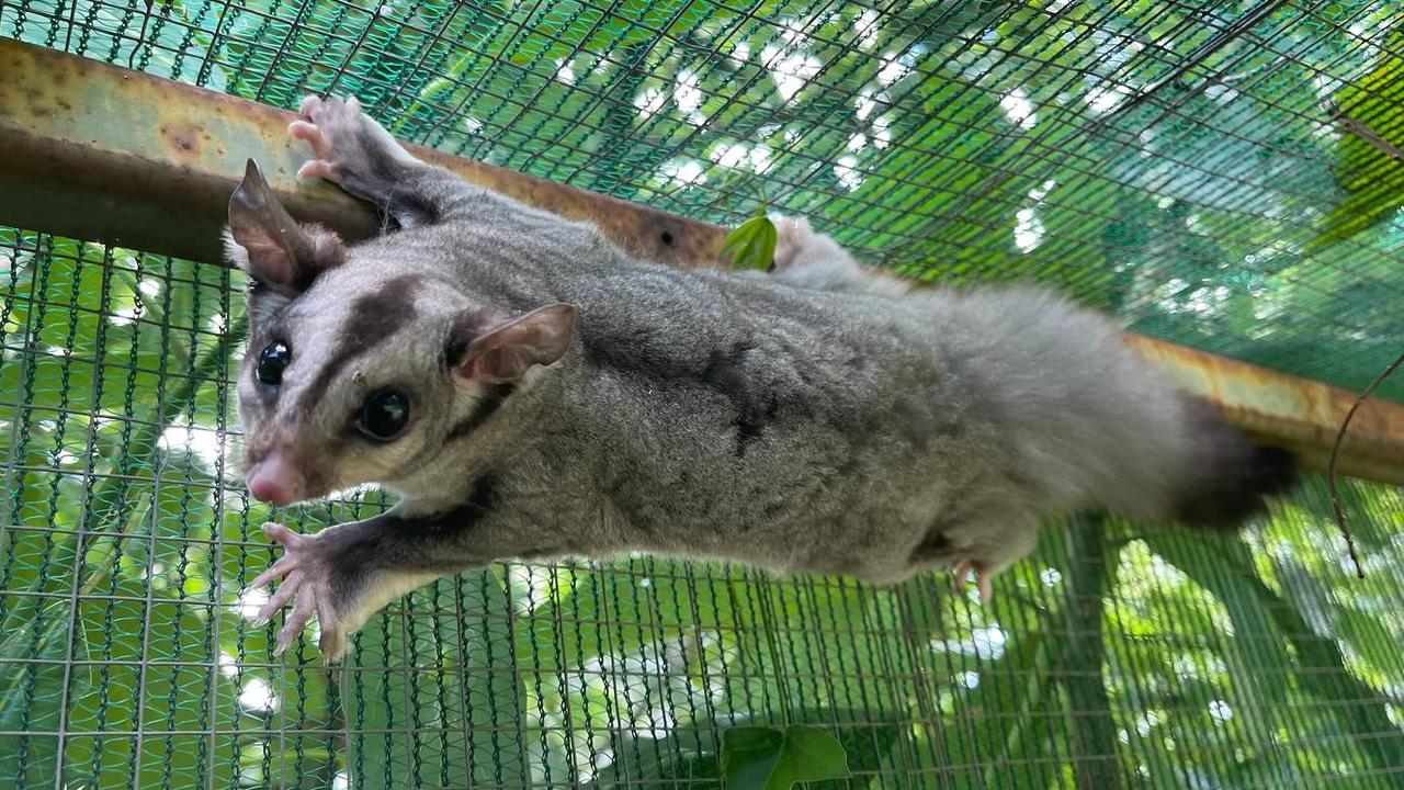 The squirrel glider that was taken into the care of wildlife advocate Judi Gray after it was found helping itself to a Toowoomba cafe’s biscuits. Photo: Contributed.