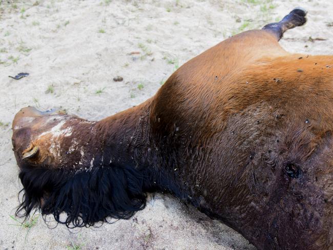 This wild horse was found shot dead. Picture: Paul McIver