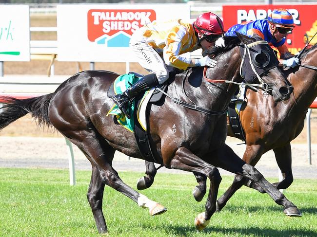 Powerful Torque ridden by Craig Newitt wins the The Mower Shop BM58 Handicap at Seymour Racecourse on February 12, 2025 in Seymour, Australia. (Photo by Pat Scala/Racing Photos via Getty Images)