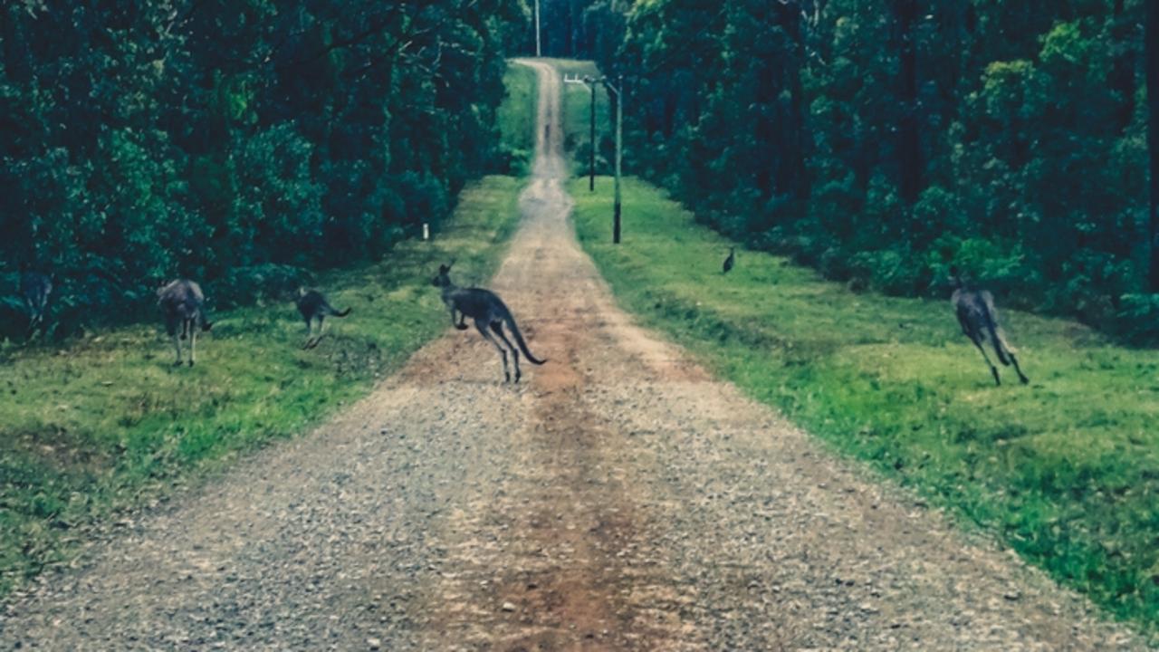 Shots fired onto private property spark search for illegal hunters