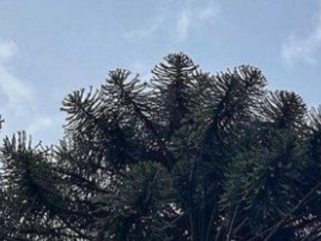 Police have attended a protest in Kew where locals are protesting the removal of a 175-year-old Bunya pine tree, which is on the protected trees list. Photo: Erin Constable.