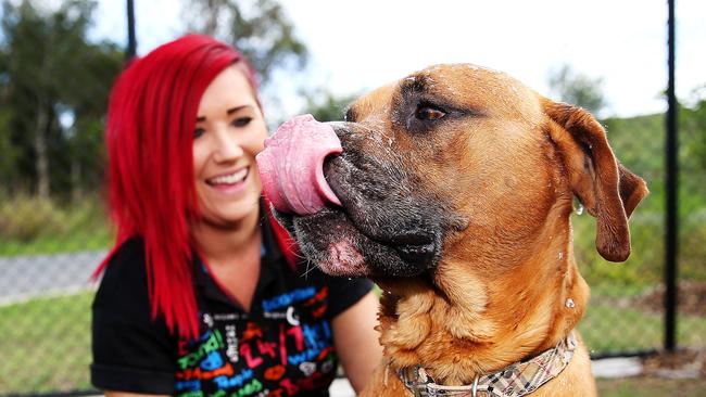 RSPCA Dakabin: Shelter almost full despite season rise in adopters | The  Courier Mail