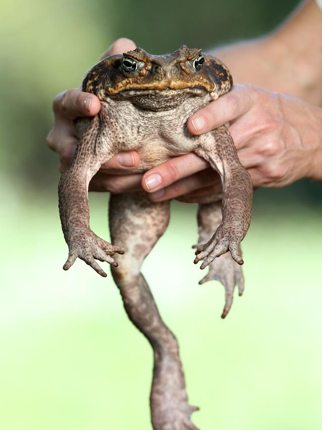 Cane toads are a menace. Picture: Adam Head