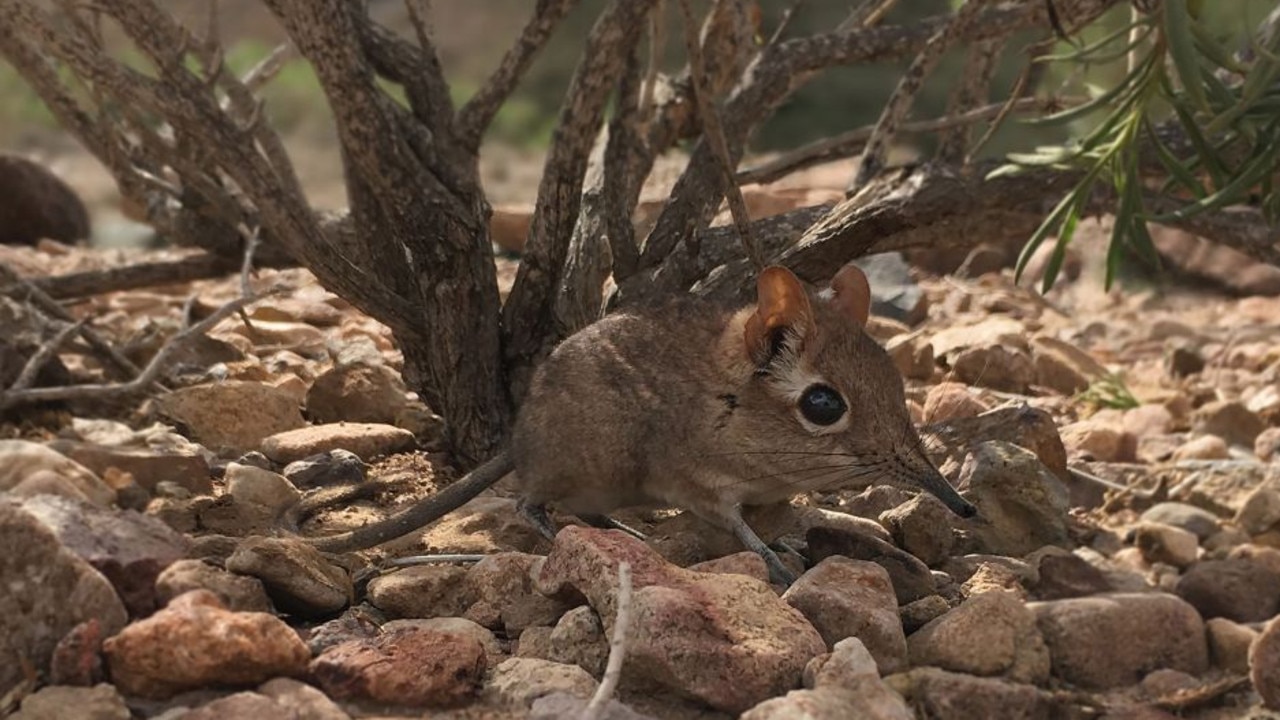 The adorable Somali elephant shrew hadn't been seen since 1968 Credit: AFP OR LICENSORS