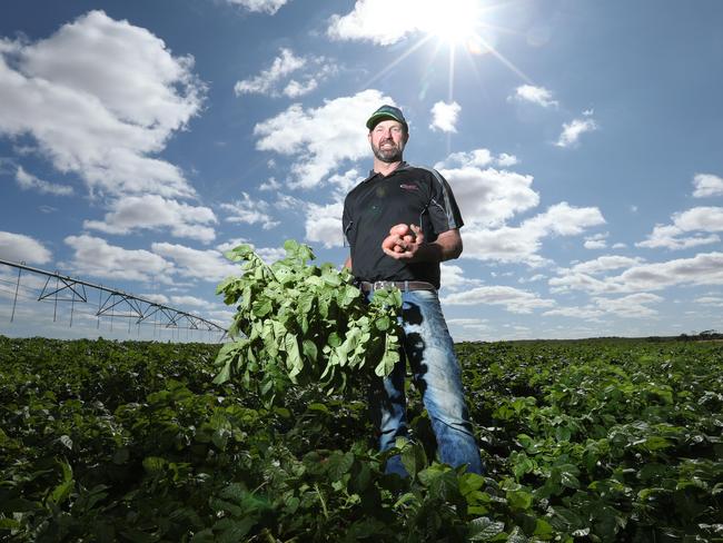 8.4.2020.A webinar on the outlook for this year's irrigation allocations is being held on Wednesday. Aaron Haby is a potato and onion grower who is feeling good about the upcoming season with a good market for his produce and decent rainfall so far this year.Aaron at his Walker Flat property with 'rodeo' variety potato.   PIC TAIT SCHMAAL.