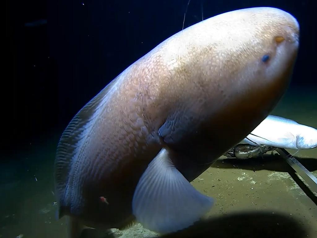 The fish were recovered from a depth of 6177m. Image: Minderoo-UWA Deep-Sea Research Centre