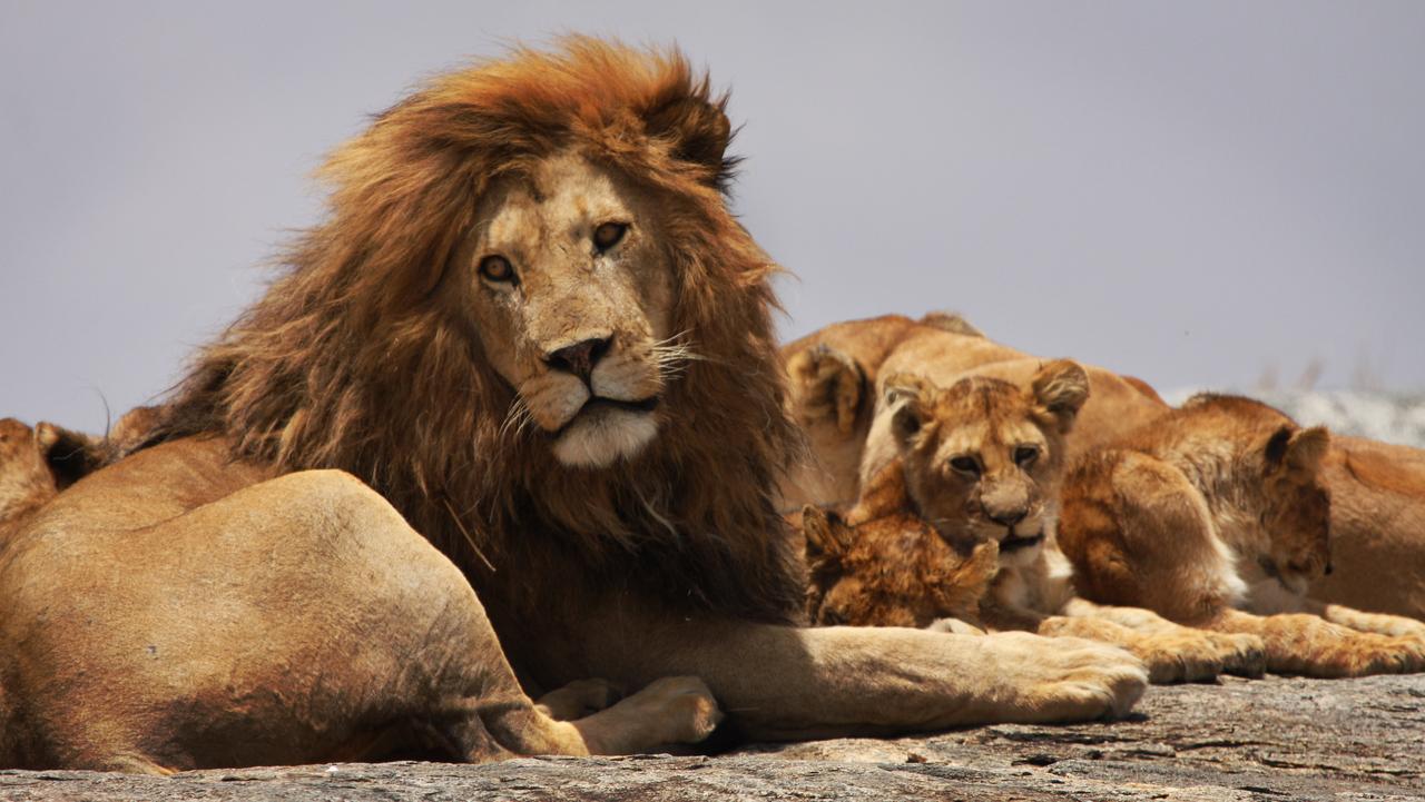 african safari lion