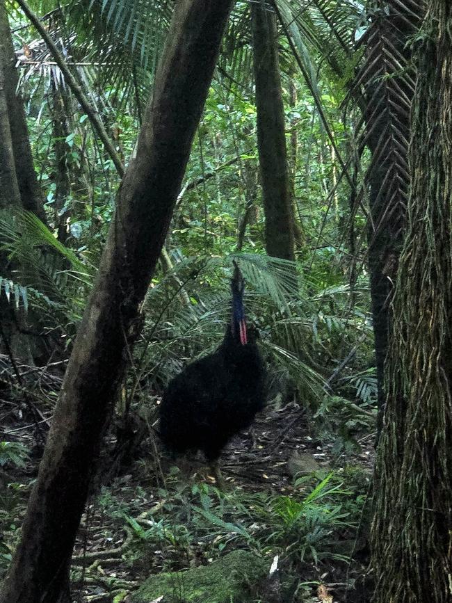 A Cassowary encountered by Sean Dromey on one of his trips into Wooroonooran National Park.