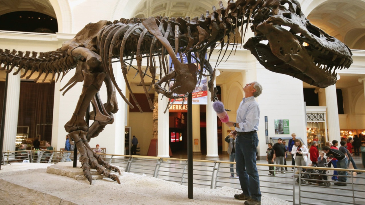 Study Suggests T. Rex 70% Larger Than Previously Thought - Ripley's Believe  It or Not!