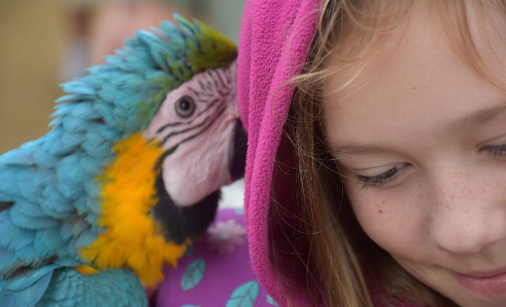 Getting up close with the birds at Maleny Botanic Gardens and Bird World. Picture: Mark Furler