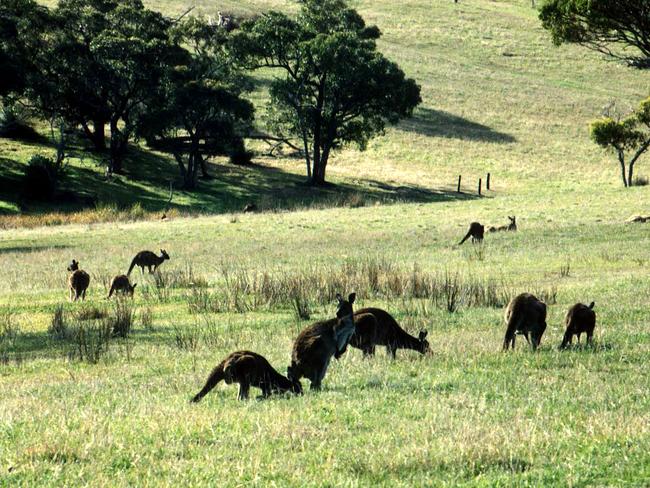 Western Grey kangaroos on Aaron Creek trail in Deep Creek Conservation Park, SA. national  /Kangaroos  (Pic: Kym Tilbrook)