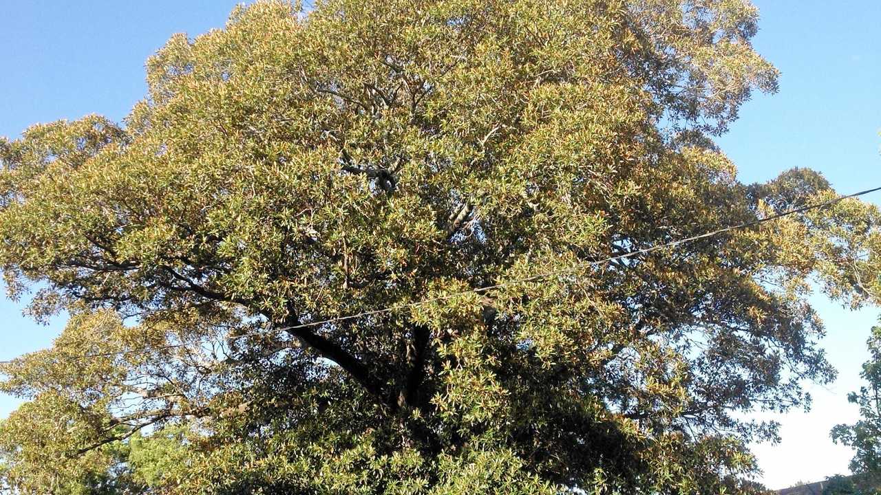 SUNDAY SAY: Moreton Bay Fig is a true sight to behold | Daily Telegraph