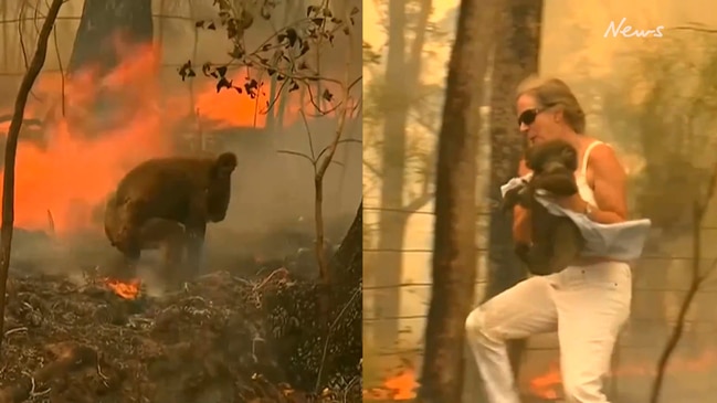 Watch: NSW woman risks life to rescue koala from bushfires