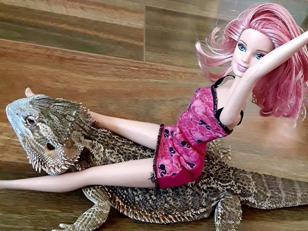 Ringo the non-fire-breathing bearded dragon with Barbie. Picture: Sherrilee Day