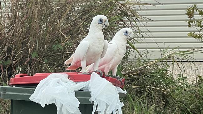 James has become a favourite of the local corellas. Picture: Harry Brill.