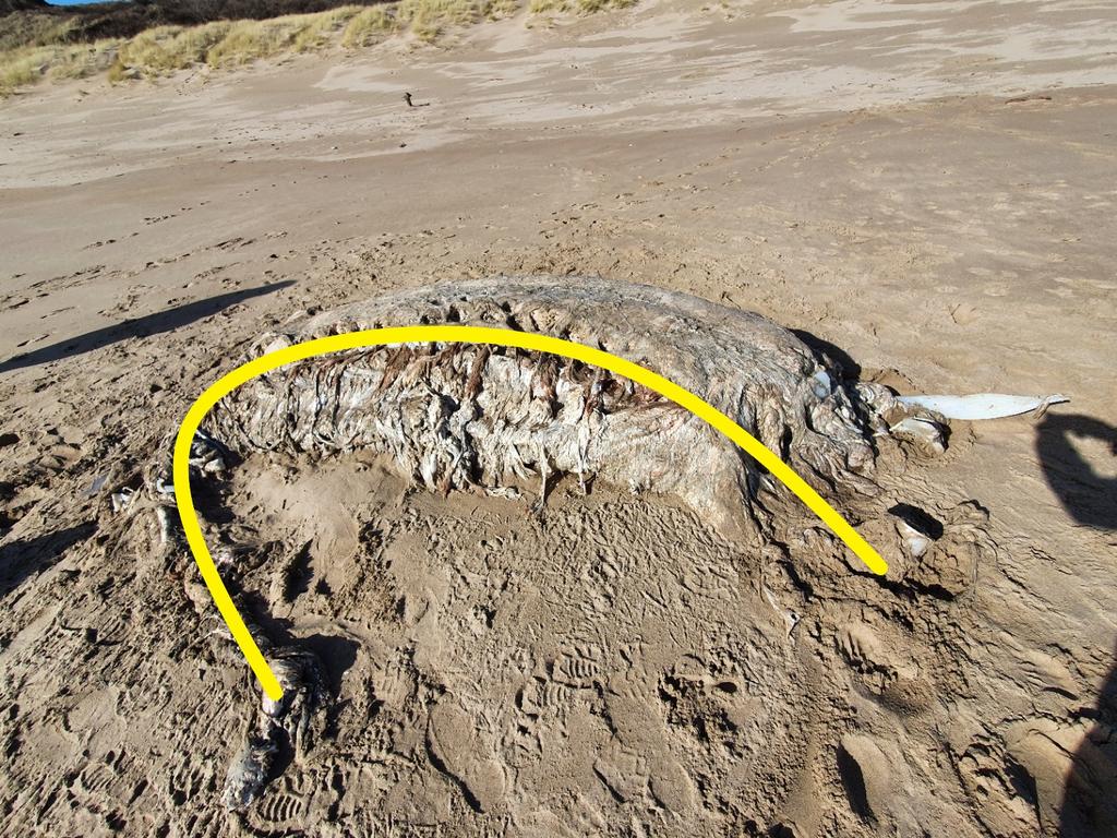 The yellow line shows the spine, which was around seven metres in length. Picture: Marine Environmental Monitoring