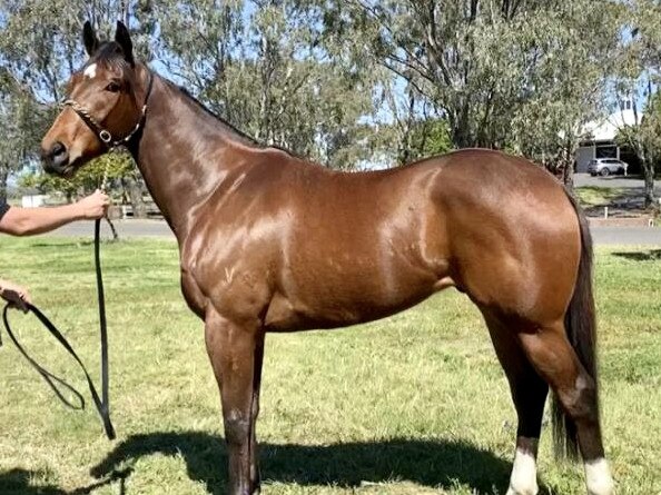 Tidal Rush at Brett Cavanough's stables. Photo: Cavanough Racing.