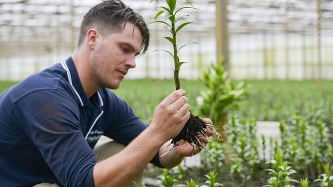 Luke de Wit with oriental lilies growing in one of the Burleigh Flowers greenhouses at Silvan.