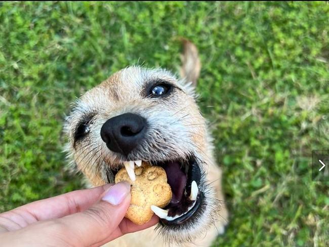 Milo, the five-year-old Jack Terrier. Photo: supplied.