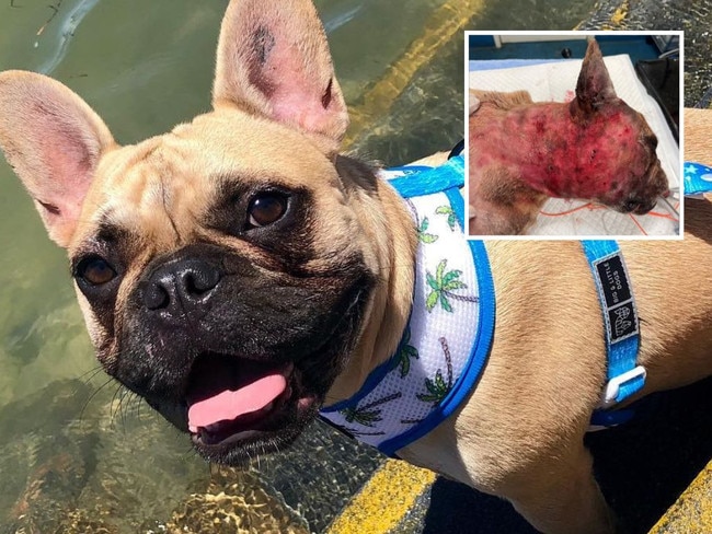 Pierre was visciously mauled in his own backyard. His owner is now calling for change. Picture: Supplied