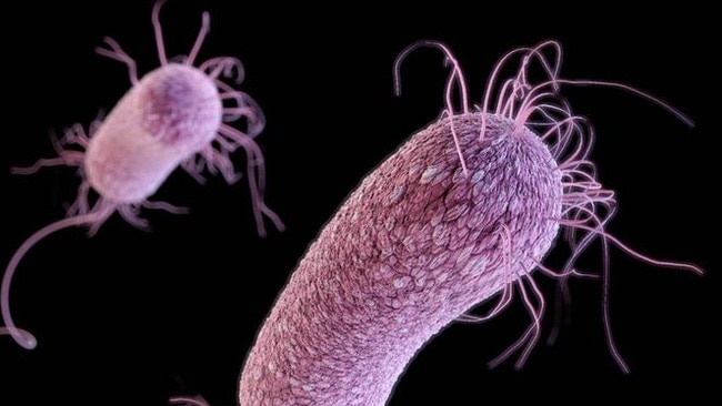 A close up of super bugs, multi-drug-resistant-pseudomonas-aeruginosa-