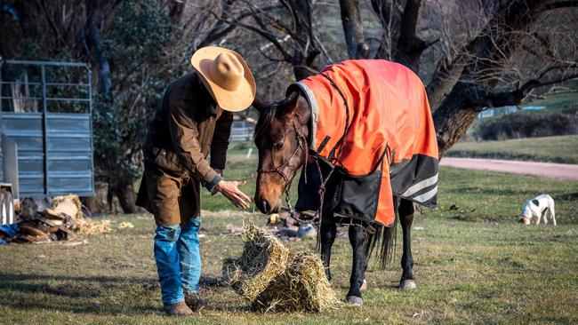 Horse Breaker Lewis Benedetti feeds his horse, Rome. Picture: Jake Nowakowski